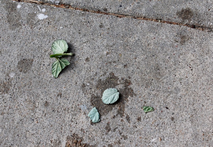 For best results, wait until the whole plant is frozen, then hurl it at the ground.