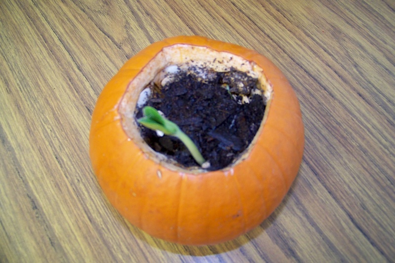 From www.growinginprek.com.